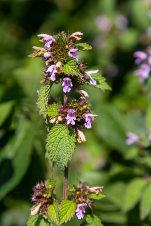 Flowers and leaves of Stachys thirkey.