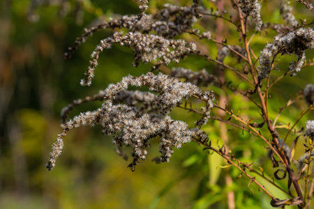Cluster of small flower heads, close up. Solidago canadensis or brendiae is an ornamental perennial...