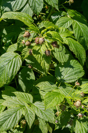 Red raspberries on the branches of a bush. A raspberry patch in the garden.