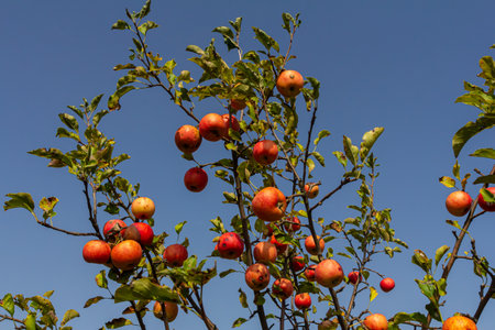 Ripe apples hang from branches of a healthy tree against a bright blue sky. The scene captures the...