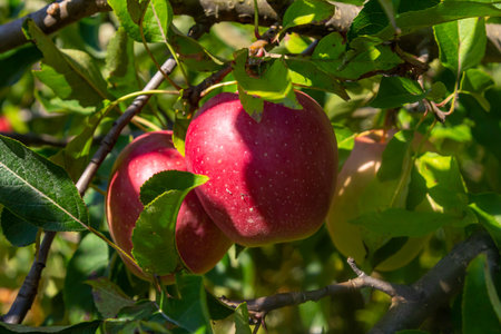 Juicy red apples dangle from a tree branch, surrounded by vibrant green leaves under the bright...