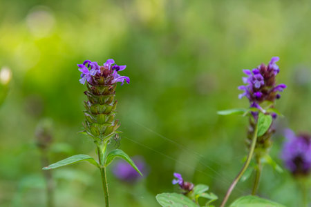 Prunella Vulgaris makro single natural flower, medicinal herbs nature background.の写真素材