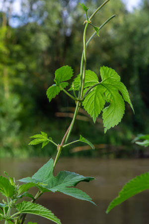 hop leaves. Humulus. green leaves of a climbing plant. natural autumn background, leaves close up....