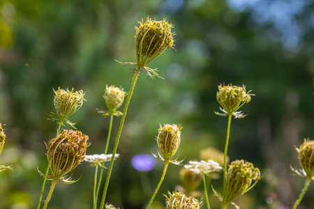 Daucus carota known as wild carrot blooming plant.