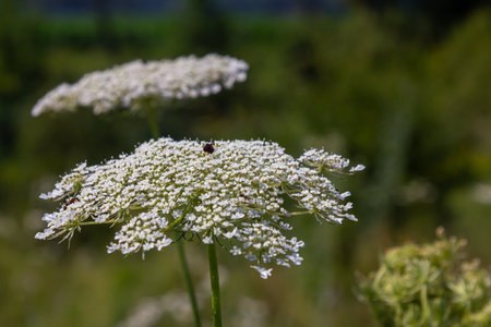 Daucus carota known as wild carrot blooming plant.