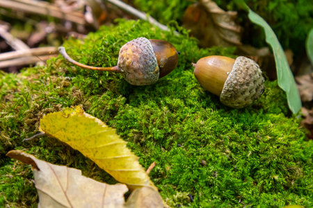 Autumn background fallen oak leaves and ripe acorns lie on the forest ground. Quercus robur, commonly known as petiolate oak, European oak.の写真素材