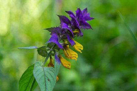 Wood cow-wheat, colorful meadow flower, detail of summer flower, Melampyrum nemorosum.の写真素材