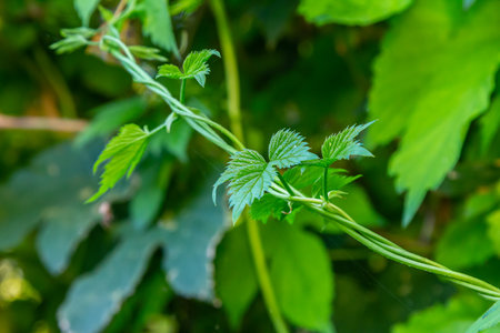 hop leaves. Humulus. green leaves of a climbing plant. natural autumn background, leaves close up....