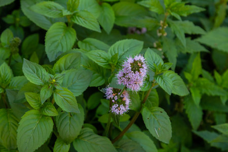 Closeup of lilac and purple blooming Water Mint or Mentha aquatica plants in their own natural habitat.の写真素材