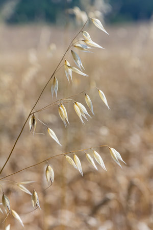 Stem, leaf and hanging ears of wild oats. Grasses.