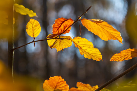 Autumn colored beech leaves on a gray background in a forest. Autumn nature.