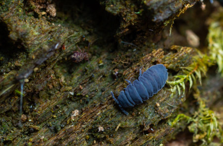 A dark-colored isopod is seen moving across decaying wood covered with moss in a damp forest...