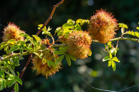 Fuzzy, round galls are clustered on a branch covered in green leaves, highlighting an intriguing...