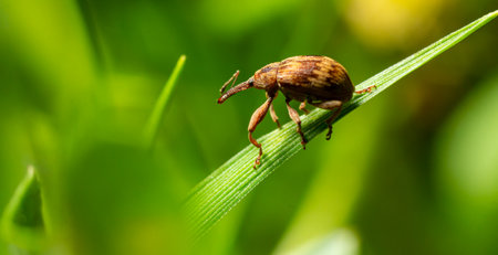 A brown weevil is seen resting on a green leaf surrounded by vibrant foliage under natural sunlight in a detailed close-up display of nature.の写真素材