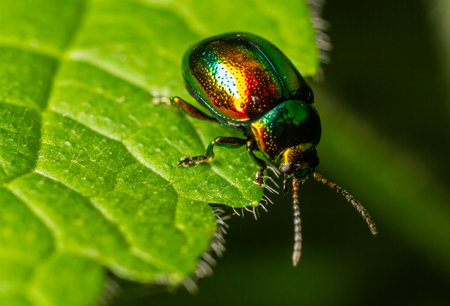 Brightly colored Green Mint Beetle Chrysolina menthastri explores a vibrant green leaf showing its...
