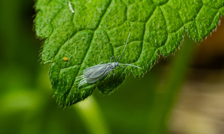 Insect rests on a vibrant green leaf showing its fine details and the intricate texture of the foliage in a sunny environment during daytime.の写真素材