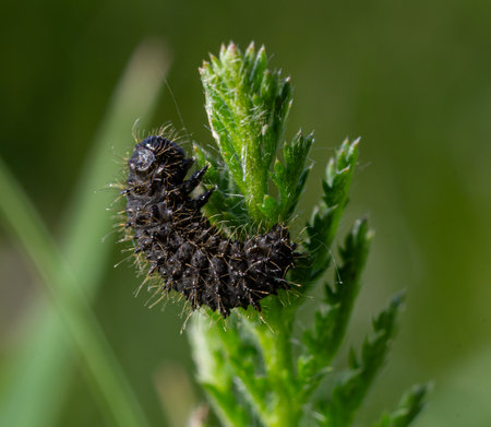 Tansy leaf beetle larva observed on a green plant stem showing its distinctive black coloration and spiny texture in a natural environment.の写真素材