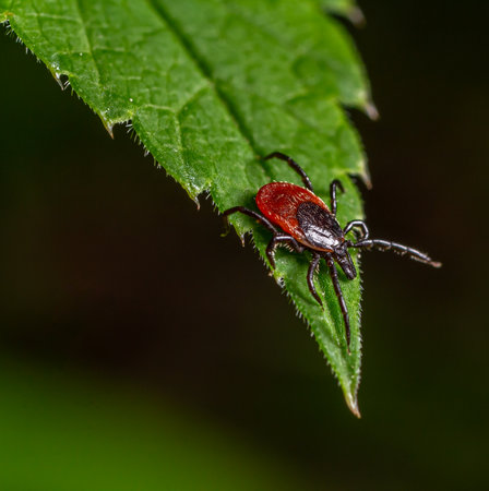 A tick is perched on the edge of a green leaf highlighting its red and black body. The background is...