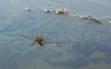 A closeup shot of Gerris lacustris or common pond skater.