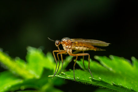 A Dance Fly identified as Empis spp. is perched on a vibrant green leaf showing its slender body and...