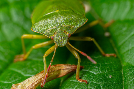 A detailed view of a bright green bug perched on a leaf showing intricate textures and patterns in...