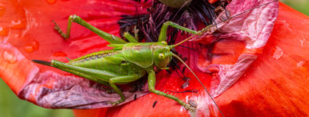 Bright green great green bush-cricket perches on a striking red flower enjoying the sunlight in a...