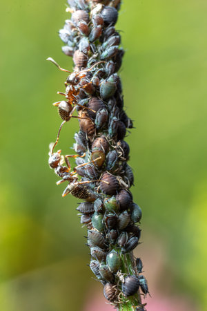 lush garden setting worker ants surround and protect clusters of aphids ensuring their safety from...