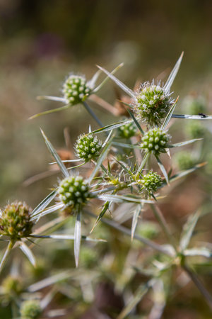 In the wild grows a thistle Eryngium Campestre, known as field eryngo. It is a species of Eryngium, which is used medicinally.の写真素材