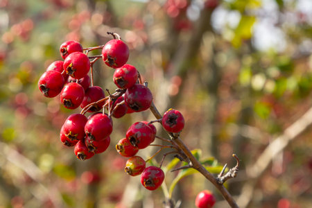 clusters of red fruits Crataegus coccinata tree close up.