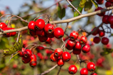 clusters of red fruits Crataegus coccinata tree close up.