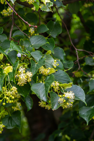 Linden blossom with green leaves on a tree in summer.