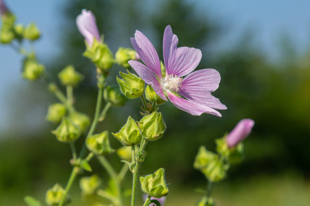 Close-up of beautiful flowers in the sun in spring. Malva common. Malva sylvestris. Common mallow.