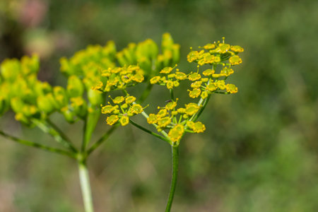 A shallow depth of field of the flowers of Parsnip, Pastinaca sativa. Wild parsnip is a root...