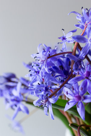 Beautiful blue flowers snowdrops Scilla bifolia alpine squill, two-leaf squill on a white background...