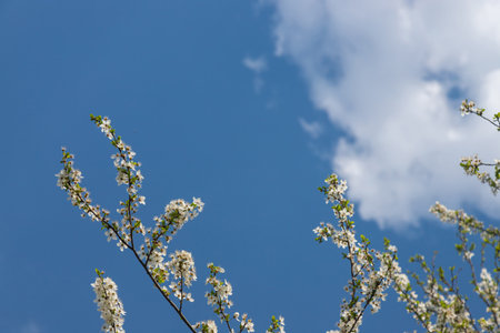 Selective focus of beautiful branches of cherry blossoms on the tree under blue sky, Beautiful...