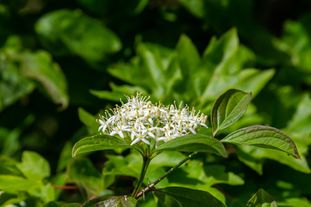 Cornus sanguinea plant with flower and full leaf. Cornus drummondii, with tiny white flowers....