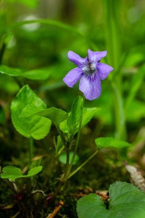 Viola odorata. Violet flower forest blooming in spring. The first spring flower, purple. Wild violets in nature.の写真素材