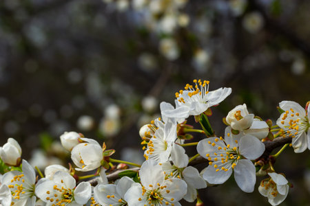 Selective focus of beautiful branches of plum blossoms on the tree under blue sky, Beautiful Sakura...