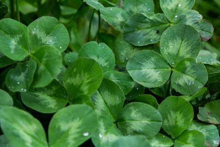Trifolium pratense. Clover Green Leaf Background, Natural.