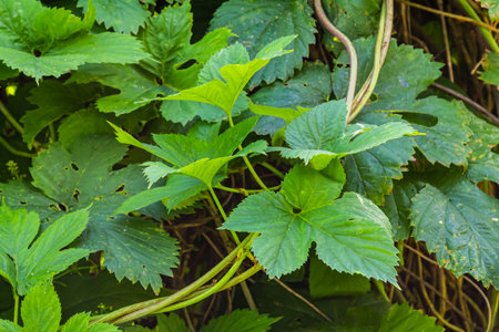 green leaves of a climbing plant. natural autumn background, leaves close up. light, bright hop...