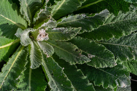 Mullein plant rosette in the spring. Verbascum fluffy leaves.の写真素材
