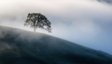 A solitary tree stands atop a grassy hill, surrounded by a dense mist at dawn, creating a beautiful and serene atmosphere.の素材