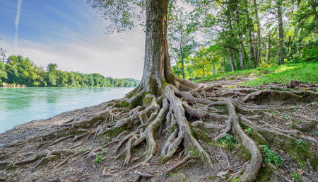 Huge roots of a firefly tree stretch along the riverbank, creating a breathtaking connection between land and water in a tranquil setting.の素材