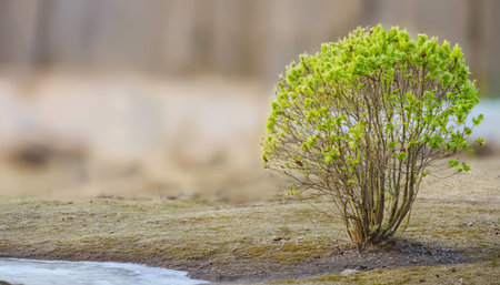Newly sprouted green leaves adorn a small shrub in the Kras region, signaling the arrival of spring amidst dry soil.の素材