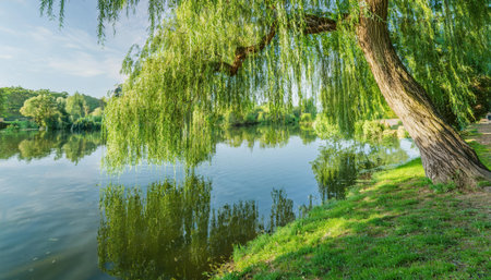 A willow tree gracefully hangs over the water's edge, its reflection mirrored in the serene lake surrounded by lush greenery.の素材
