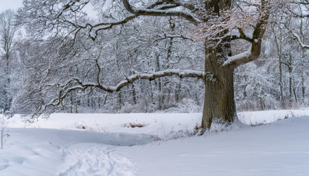 A large oak tree stands prominently in a winter landscape, surrounded by snow and animal tracks, creating a serene atmosphere.の素材