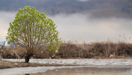 Young green leaves sprout on a small tree growing in a wetland, showing nature's renewal during the spring season.の素材