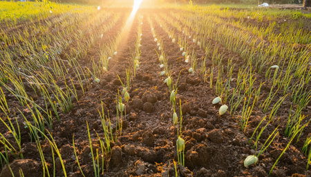 Rows of vibrant green onion plants stretch across the field, illuminated by the warm sunlight of early morning.の素材