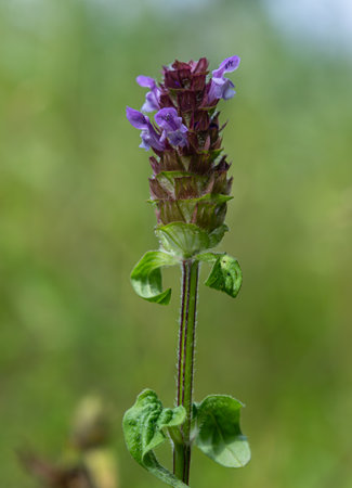 Common Selfheal stands tall in a verdant landscape its purple flowers clustered atop a sturdy stem. Surrounding foliage adds to the beauty of this herbaceous plant.の写真素材