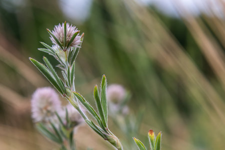 Soft clusters of Hare's-foot clover display delicate white and pink flowers against backdrop of...
